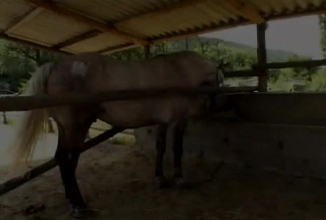 Horse fucks the brunette, uncontrollable cock in her pussy