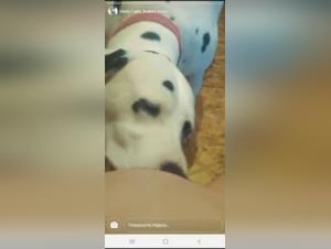 Private Messages: Connect with women who want to indulge in canine pleasure.