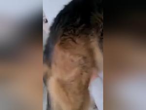 whore sucks her dog, unfathomable desires