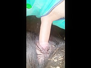 Bestiality and extreme sex: a woman and her dog in a forbidden encounter