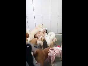 A Pack of Enthusiasm