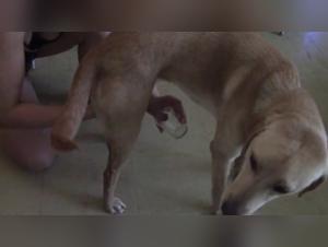 Exploracion sexual extrema de una joven con un animal