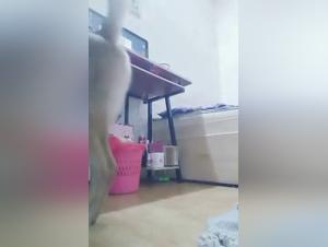 Canine Obsession: Gone Boundaries in Hardcore Sex