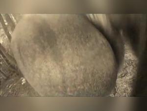 Devoted Women, Desirous Animals: Discover Forbidden Erotica