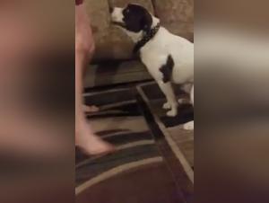 Zooporn Extreme:  Satisfaction Canine et Domination Féminine