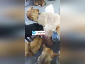 Intense Group Sex: When Women Give In to Instincts