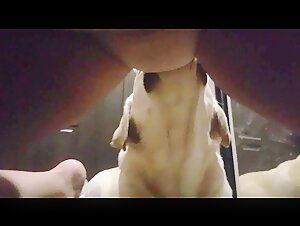 Dog sex videos: a submissive woman and a dog