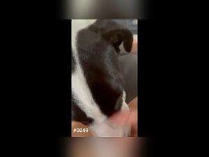 Befriedigen Sie die schwarzesten Instinkte