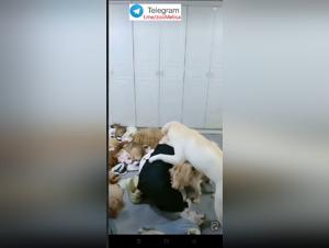 Fetish Libertiny: When Canine Power Dominates