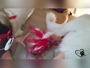 Fucking with the dog: a slut whore fucks with her four-legged companion