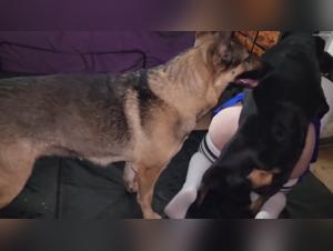 Dogs Pleasuring a Woman: A Wild Encounter