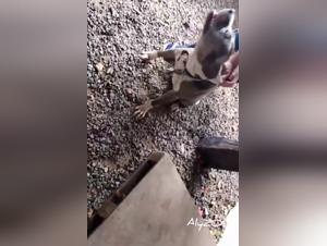 Feline submission, intense canine pleasure