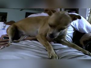 Exploitation sexuelle animale : Le règne sauvage de la dominatrice canine