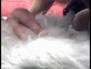 Animal Desire: Explore the Limits with our Exclusive Webcams