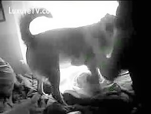 Dog sex video: two sisters discover bestiality