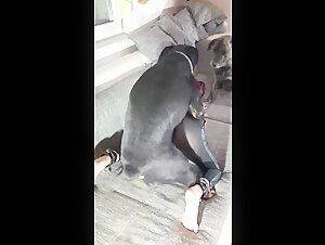 Dog sex videos - Explore our collection of dog sex videos