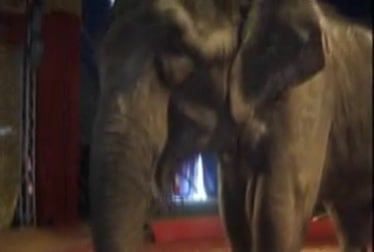 Double Penetration Nightmare: Girl Owned by Elephant's Trunk and Cock