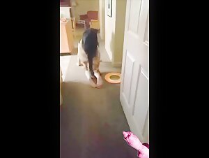 Discover Extreme Sex Scenes with Dogs