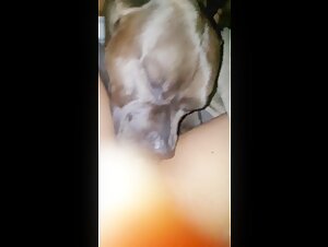 A Hard Encounter between a Pitbull and a Woman