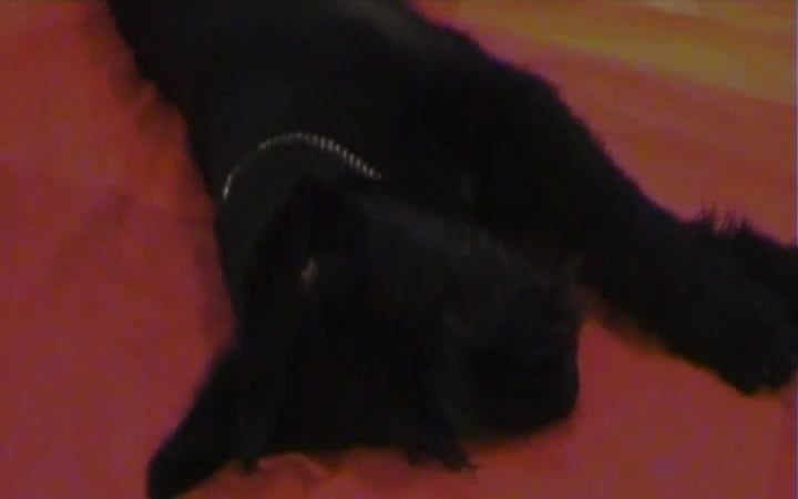 Explosive creampie: Slut gets fucked relentlessly by her dog