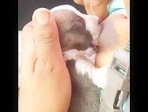 Dog sex video: a shocking and exciting practice