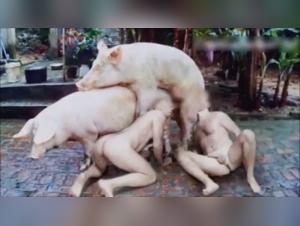 Animal Exploitation: Challenges Conventions