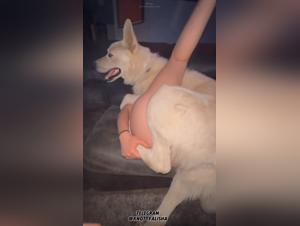 Putains and dogs, a unbridled passion