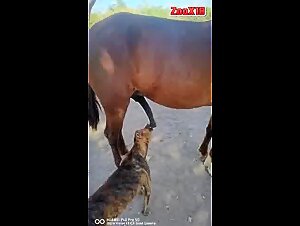 Animal gay sex: A dog licks a horse's cock in a zoophilia video