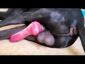 Sperm flows, eager and dominant dog