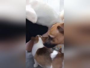 Fuck with a Dog: Women in Eclipse of Reason