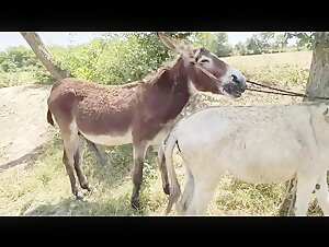 Bestiality Video: An Extreme Experience