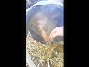 Explore the limits of bestiality sex