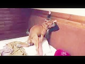 Watch this young girl in a bestiality scene with a pitbull
