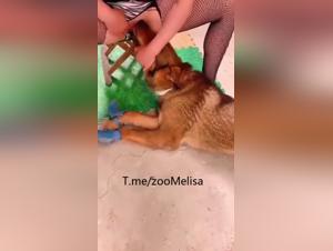 Fuck and Seduction: The Crazy Passion of a Chinese Woman for her Dog