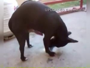 Explore the Abyss of Zoophilia: Women Devoted to Animals