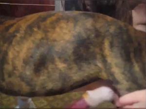 The Art of Zoofilia: Kristy and Her Dog in a Sensual Dance