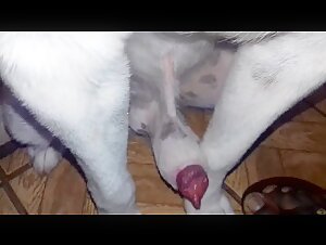 Intense moments with dogs
