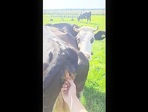 Naughty memories with animals