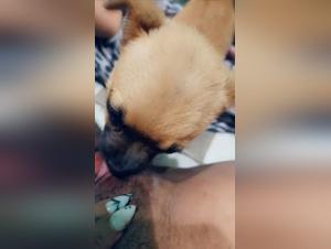 slut dominated by a powerful Puppy