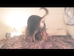 Bestiality sex videos with a dog: discover this teen in hard images