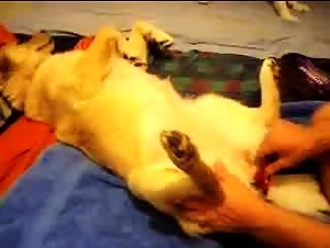 A sex story with a dog