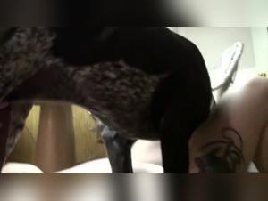 Explore primal desire: Women and dogs in provocative scenes.