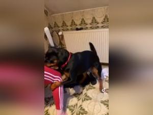 Unveiling the Darkest Fantasies: Slut and Dog in a TikTok Orgy