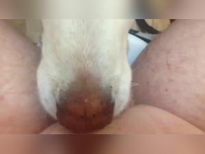 Slut and Dog - A forbidden and wild love