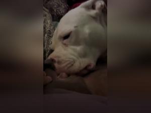 Salacious Delights: When the Girl Gives Herself to the Dog