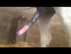 A woman and a horse: a story of bestiality