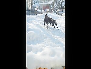 The magic of winter and bestiality