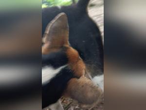 Sumision y placer animal: delirio zoofilo