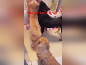 Canine submission and pleasure in the bath