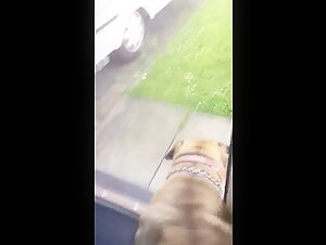 Vidéo bestialité choquante et excitante